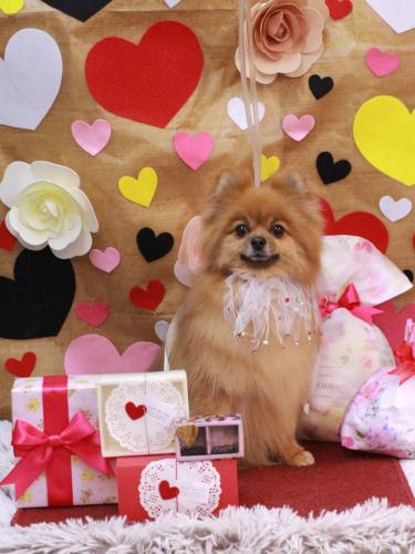 20230207ルルちゃん